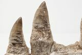 Mosasaur Jaw with Four Large Teeth - Oulad Abdoun Basin, Morocco #197373-2